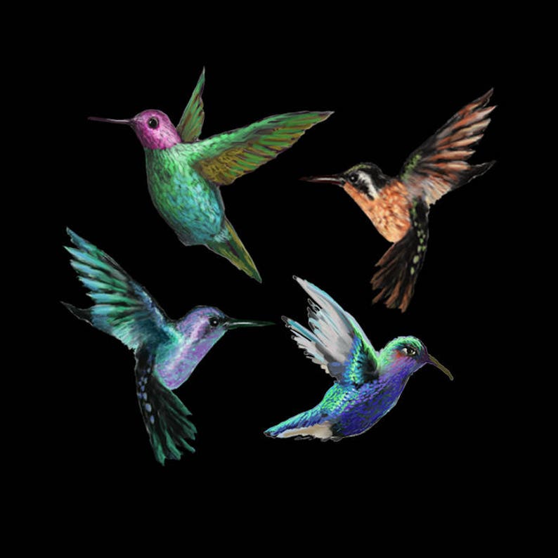 Hummingbird Clipart Collection Hand Painted Clipart | Etsy