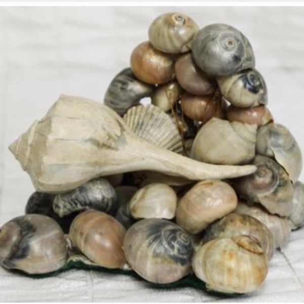 Seashell Souvenir Etsy