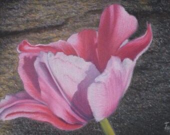 Tulip by a Stone Wall OG