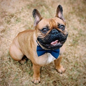 Navy Dog Bow Tie image 3