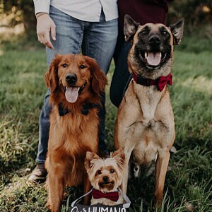 Burgundy/ Red Wine Dog Bow Tie