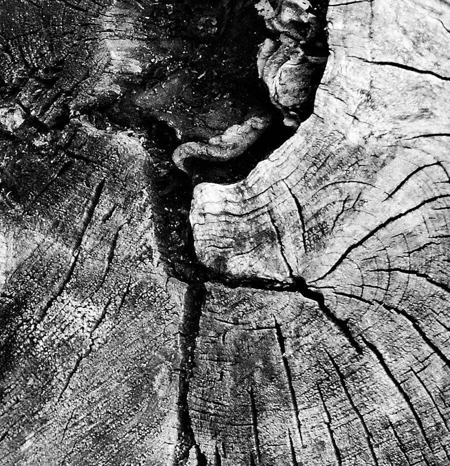 Oak Tree Rings Black and White Photograph PRINTABLE English Etsy UK