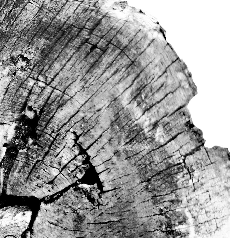 Oak Tree Rings Black and White Photograph PRINTABLE English Etsy