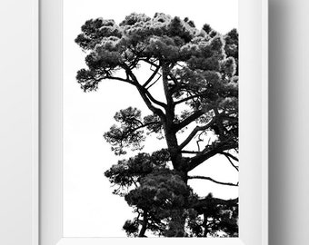 Woodland Photograph, Trees, Contemporary Photo. Printable art, Digital Download, black and white, nature, tree photo, home decor