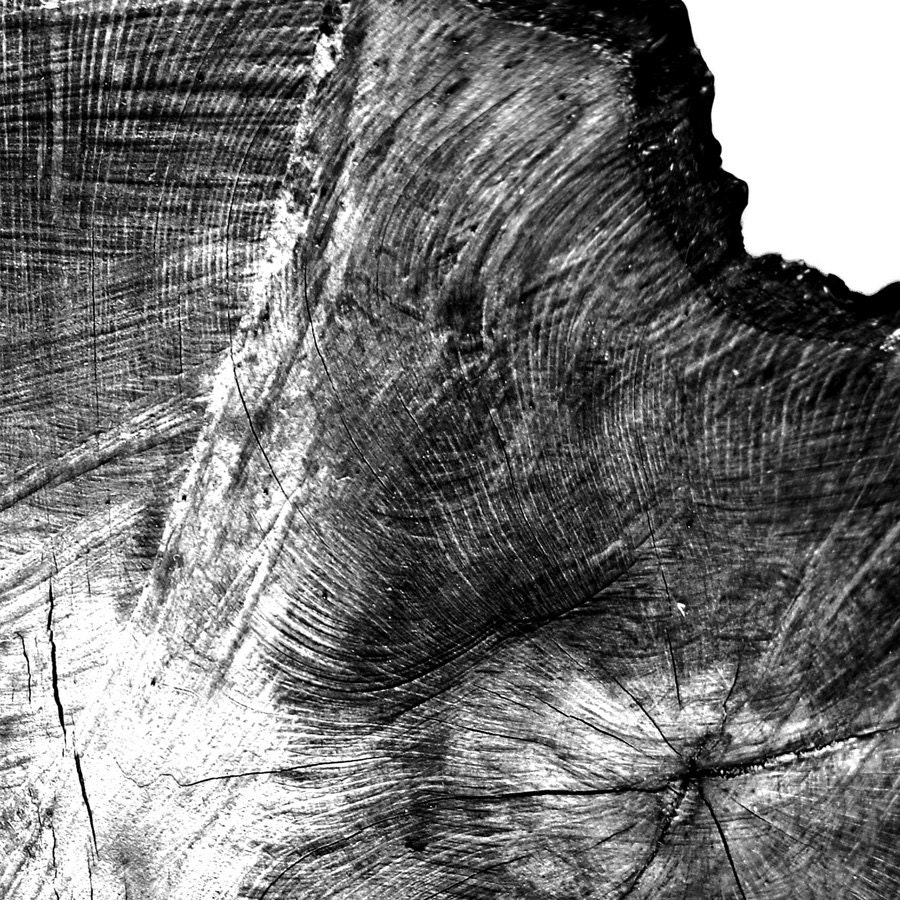 Oak Tree Rings Black and White Photograph PRINTABLE English Etsy