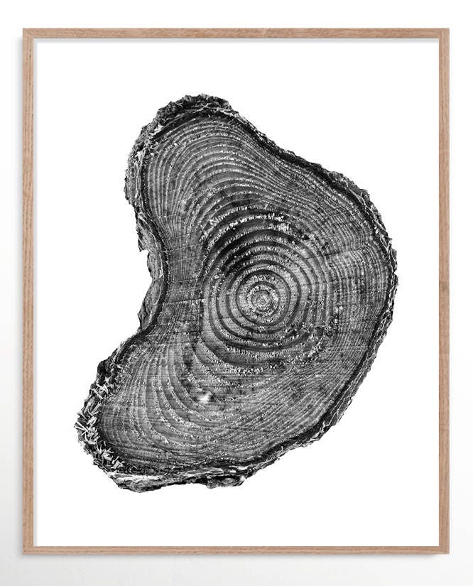 Tree Rings Print Set of 3 Prints Black and White Tree Print Etsy UK