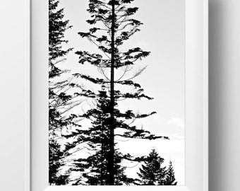 Woodland Trees, Printable art print, Contemporary Photo. Wall art printable, Digital Download, black and white photo, relaxing art