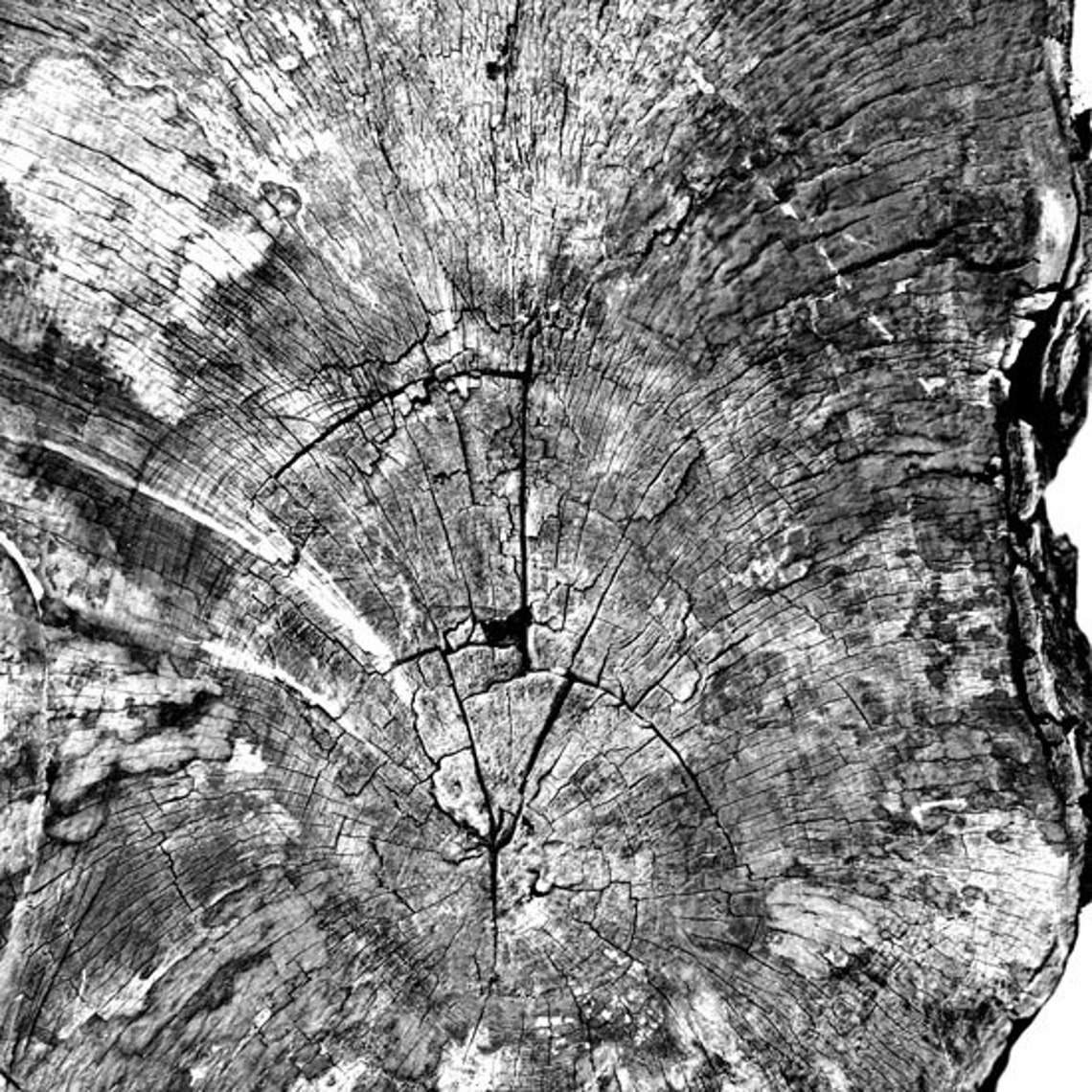 Tree Rings Black and White Photograph PRINTABLE English Oak Etsy