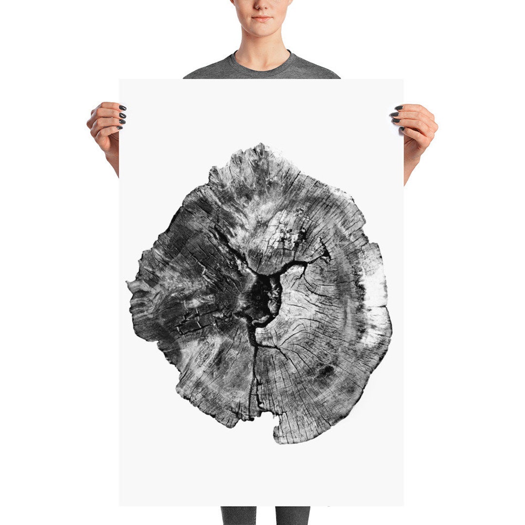 Oak Tree Rings Black and White Photograph English Oak Print Etsy