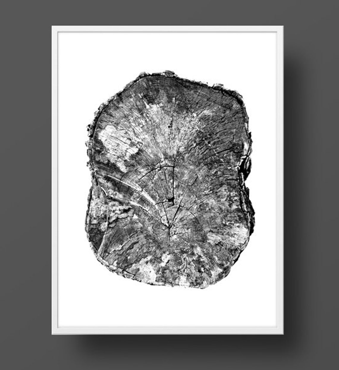 Tree Rings Black and White Photograph PRINTABLE English Oak Etsy