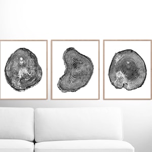 Puede incluir: Tres impresiones en blanco y negro de anillos de árboles en diferentes formas y tamaños. Las impresiones están enmarcadas en un marco de madera simple.