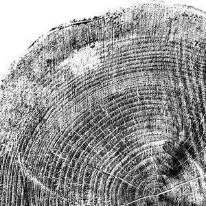 Tree Rings Black and White Photograph: 10x8 Print (PDF) - Etsy