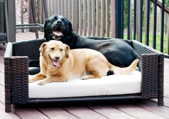 cat dog bed