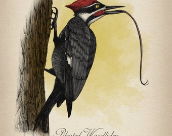 Pileated Woodlicker - Oddubon Collection