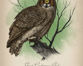 Great Cyclopean Owl - Oddubon Collection