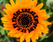 Colour Photograph of Yellow and Black Sunflower, Nature Photography, Floral Photography, Wall Art.