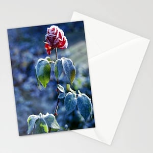 Frosted Rose Blank Greetings Card door Sandra Ireland