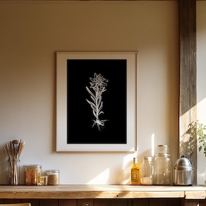 Edelweiß Blumen Kunst | Schweiz Poster, Bergposter, Alpiner botanischer Druck, Skihütte Dekor, Schweizer Plakat, Cabin Art