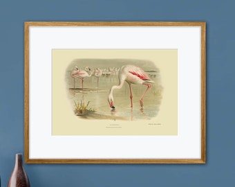 Elevate your space with this antique lithograph showcasing vintage flamingos, a tropical scene, and the serene touch of water Art Print