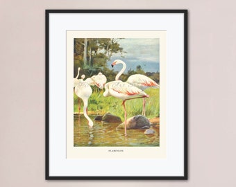 Step into the allure of the past with this vintage lithograph print, a tropical scene adorned with elegant flamingos & stately coconut trees