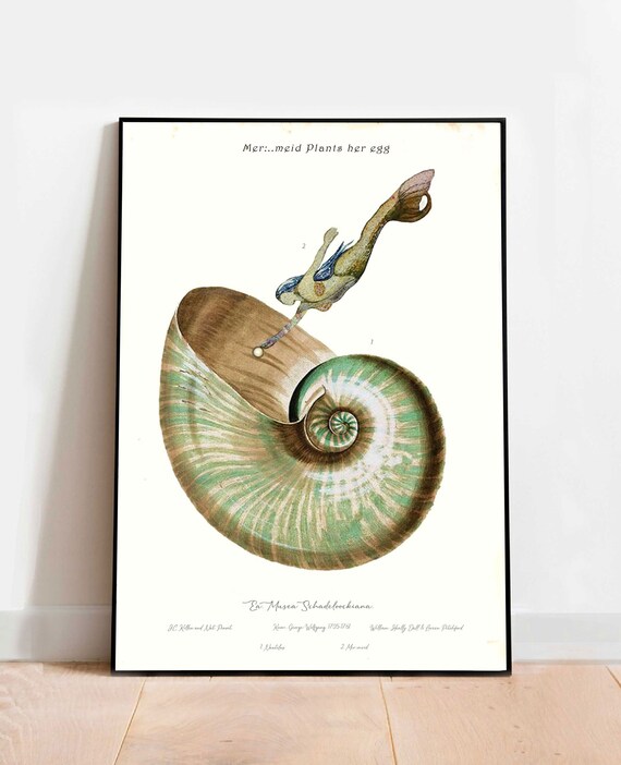 Vintage Lithograph Of A Nautilus Shell And Original Watercolor Etsy