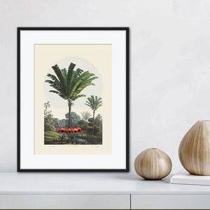 Antique lithograph, Palms Trees, Tropical Scene and Flamingos, Wall Art, wall Decor,  Fine Art Print