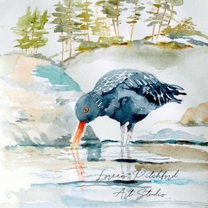 Black Oyster Catcher Sea Bird, Fine Art Watercolor Giclée Print