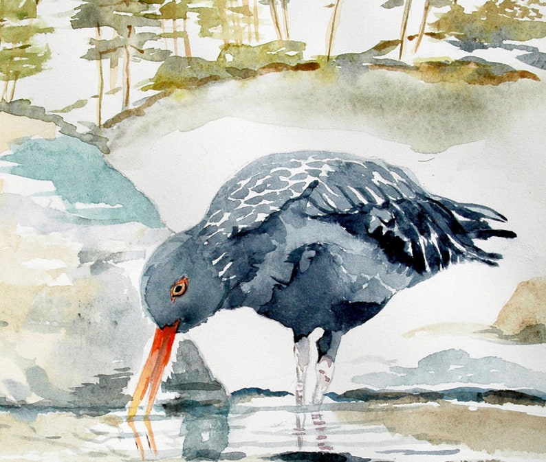 Black Oyster Catcher Fine Art Watercolor Giclée Print Etsy