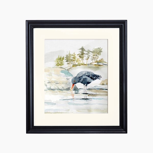 Black Oyster Catcher Sea Bird, Fine Art Watercolor Giclée Print