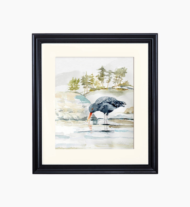 Black Oyster Catcher Fine Art Watercolor Giclée Print Etsy