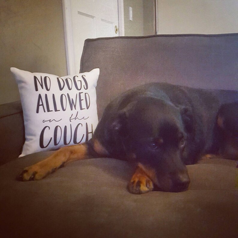 No Dogs Allowed on the Couch Pillow Case Funny Housewarming Etsy