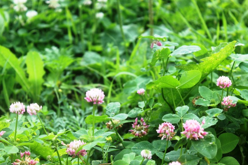 Red Clover Flower Essence Natures Mental Energy Drink Etsy