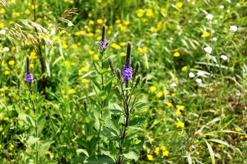 Blue Vervain Flower Essence \u2013 Fiber for the Soul