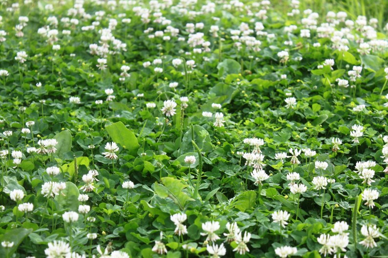 White Clover Flower Essence Peace Unity Strength Etsy