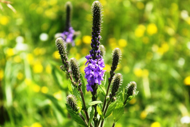 Blue Vervain Flower Essence \u2013 Fiber for the Soul