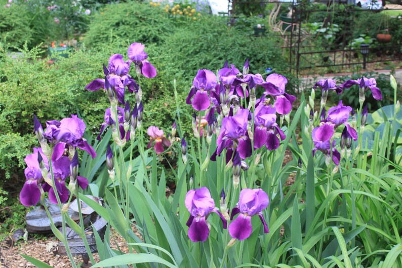 Purple Bearded Iris Flower Essence Soulful Creativity Etsy