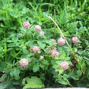 Red Clover Flower Essence - Nature’s Mental Energy Drink