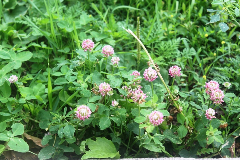Red Clover Flower Essence Natures Mental Energy Drink Etsy