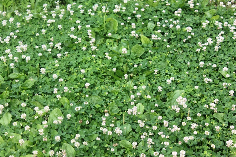 White Clover Flower Essence Peace Unity Strength Etsy