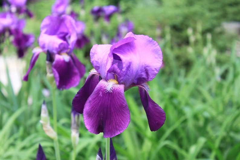 Purple Bearded Iris Flower Essence Soulful Creativity Etsy
