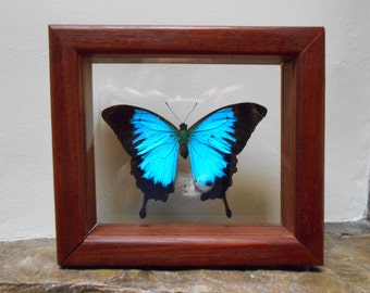 Framed Australian Rainforest Ulysses Butterfly - FREE SHIPPING -[#26 - DC - Shelf 5 L]