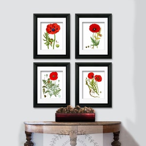 Vallen Decor botanische Print SET van 4 Art drukt mooi rood witte Papaver Opium Poppy antieke VintagePainting bloem grafiek