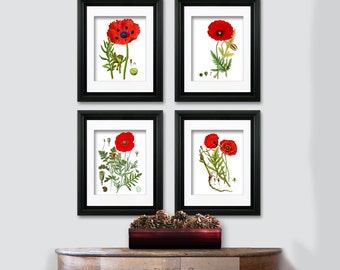 Fall Decor BOTANICAL Print SET of 4 Art Prints Beautiful Red White Papaver Opium Poppy Antique VintagePainting Flower Chart