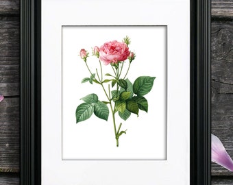 Redoute Rose Print, Vintage Botanical Art (Unframed)