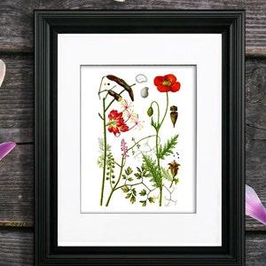 Summer Wall Art, Red Poppy print #11, wildflower plant illustration Botanical art print, living room wall decor print, GnosisBotanical Art