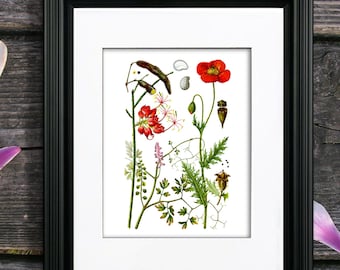 Red Poppy Botanical Print, Wildflower Illustration, Summer Wall Art