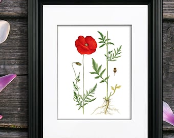 Red Poppy Botanical Print, Natural History Illustration