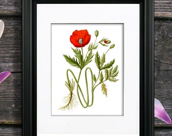 Red Poppy print #10, wildflower nature plant illustration Botanical art print, living room wall decor art print, GnosisBotanical Art