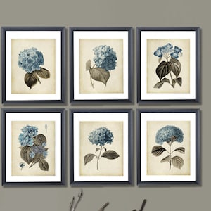 Vintage Blue Taupe Hydrangea Wall Art Set of 6 Unframed Botanical Decor Prints