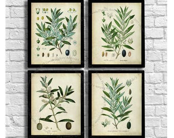 May include: Four framed botanical prints featuring olive branch illustrations. Each print has a black frame and displays detailed drawings of olive branches, leaves, and olives in shades of green, brown, and white against a cream background.